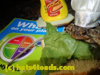 /home//u458753944/public_html/sourcegallery//Roxborough Toad Detour/2013-2019/2017/P4100675.JPG